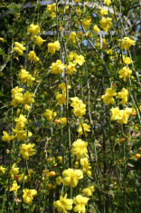 IASOMIE DE IARNA - Jasminum nudiflorum - 15 lei foto