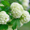 BULGARAS DE ZAPADA - Viburnum opulus Roseum - 20 lei