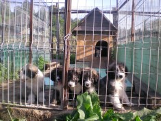 CIOBANESC CARPATIN foto