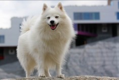 Caini rasa Spitz pitic de vanzare foto