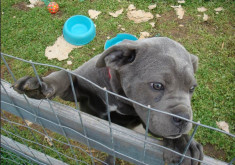 Pui Cane Corso foto