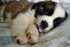 Pui Saint Bernard foto