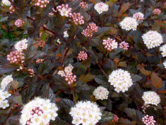 Physocarpus opulifolius Red Baron &amp;amp;ndash; 15 lei foto