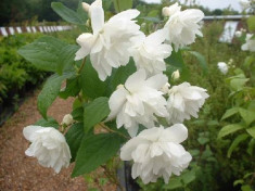 IASOMIE CU FLORI DUBLE - Philadelphus minnesota Snowflake &amp;amp;ndash; 11 lei foto