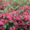 WEIGELA - Weigela florida Bristol Ruby - 11 lei