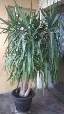 Planta ornamentala Yucca 3 tulpini , 2m inaltime foto