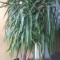 Planta ornamentala Yucca 3 tulpini , 2m inaltime