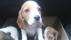 Beagle foto