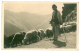 1026 - ETHNIC Shepherd with sheep - old postcard, CENSOR, real PHOTO - used 1940