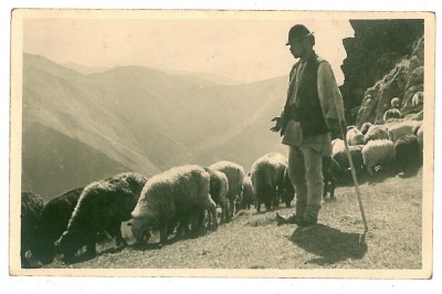 1026 - ETHNIC Shepherd with sheep - old postcard, CENSOR, real PHOTO - used 1940 foto