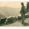 1026 - ETHNIC Shepherd with sheep - old postcard, CENSOR, real PHOTO - used 1940