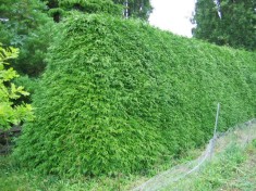 TUIA GIGANT - Thuja plicata Atrovirens - 8 lei foto