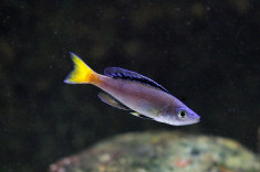 Cypichromis Leptosoma Mpulungu foto