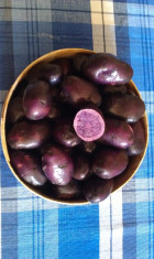 Cartofi mov, Blue Congo, cei mai buni cartofi din lume. foto