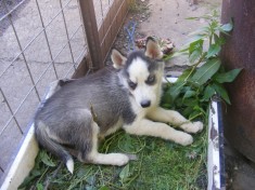 Pui Husky Siberian foto