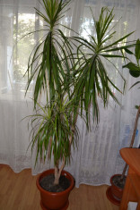 Dracena Planta decorativa foto