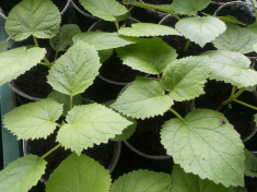 Puieti, Rasaduri si Seminte de Paulownia tomentosa COMANDA ACUM PT. PRIMAVARA! foto