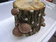 vind miceliu ciuperci shiitake foto
