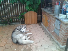 donez husky malamut baiat/3ani foto