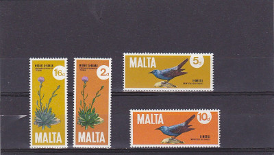 Flora -fauna ,Malta. foto