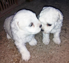 Pui Bichon bolognez, bolognese (alb imaculat) foto