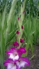 Gladiole Bulbi Dared soi deosebit foto