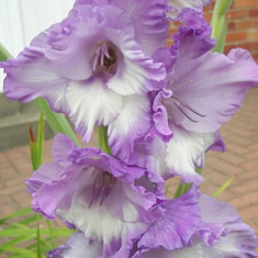 Gladiole Bulbi Blue Frost mov si alb foto