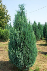 CHIPAROS - Chamaecyparis lawsoniana Ellwoodii foto