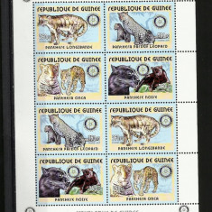 GUINEA 2001 FAUNA ANIMALE SALBATICE HIENE