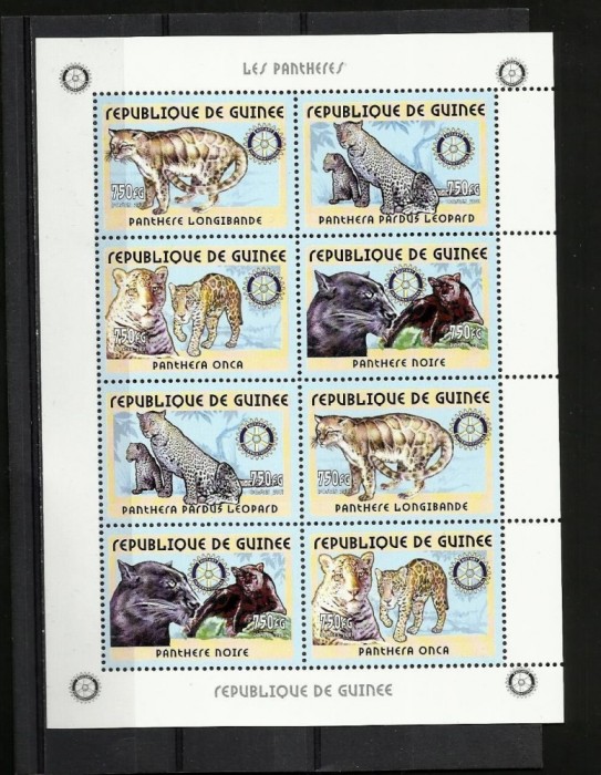 GUINEA 2001 FAUNA ANIMALE SALBATICE HIENE
