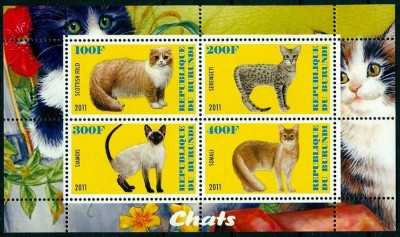 BURUNDI 2011 PISICI foto