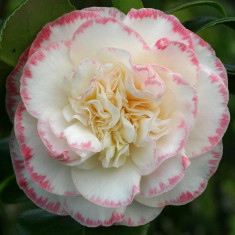 CAMELIA - Camellia Margaret Davis - 20 lei foto