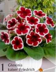 GLOXINIA KAISER FRIEDRICH foto