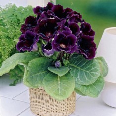 GLOXINIA VIOLACEA foto