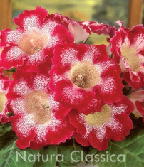 GLOXINIA TIGRINA RED foto