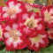 GLOXINIA TIGRINA RED