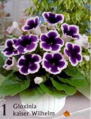 GLOXINIA KAISER Wilhelm foto