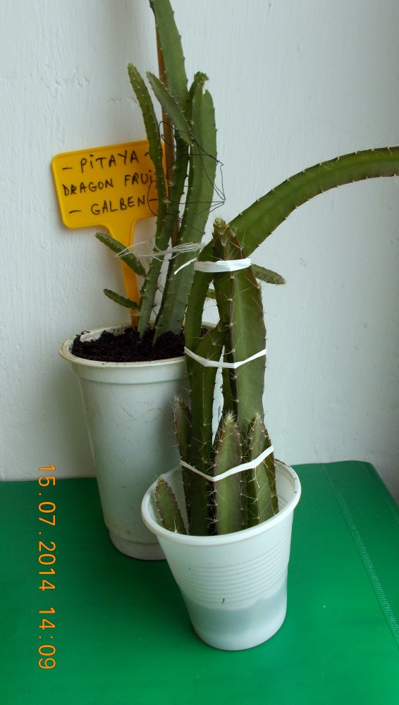 Cactus Fructifer PITAYA - DRAGON FRUIT (fruct galben cu miez alb) plante |  arhiva Okazii.ro