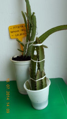 Cactus Fructifer PITAYA - DRAGON FRUIT (fruct galben cu miez alb) plante foto