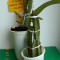 Cactus Fructifer PITAYA - DRAGON FRUIT (fruct galben cu miez alb) plante