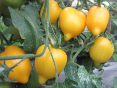 Tomate YELLOW LEMON - LEGUME RARE - plic cu 10 seminte - Viabilitate 2016 foto