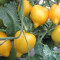 Tomate YELLOW LEMON - LEGUME RARE - plic cu 10 seminte - Viabilitate 2016