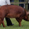 Scroafa duroc