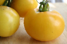 Tomate GOLDEN - LEGUME RARE - plic cu 10 seminte BIO, Viabilitate, 2015 foto