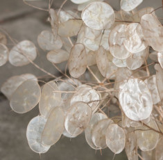 Lunaria annua - Money Plant foto