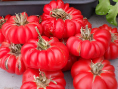 Tomate FIORENTINO - LEGUME RARE - plic cu 10 seminte BIO, Viabilitate, 2016 foto