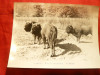 Fotografie- Prima Rezervatie de Zimbri - Hateg , dim.= 18,3x13,3 cm, Necirculata