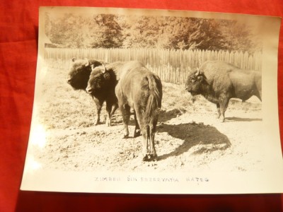 Fotografie- Prima Rezervatie de Zimbri - Hateg , dim.= 18,3x13,3 cm foto