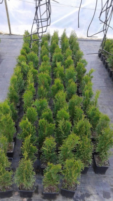 Tuia ( Thuja occidentalis) foto