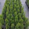 Tuia ( Thuja occidentalis)